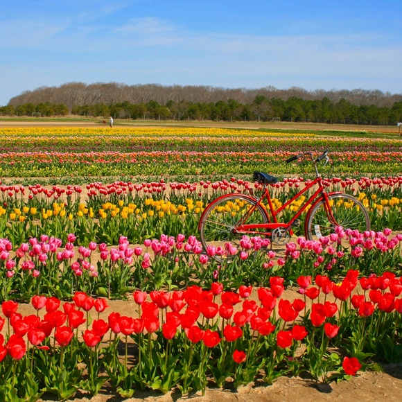 Meet the Posher - Picture 3 of 4